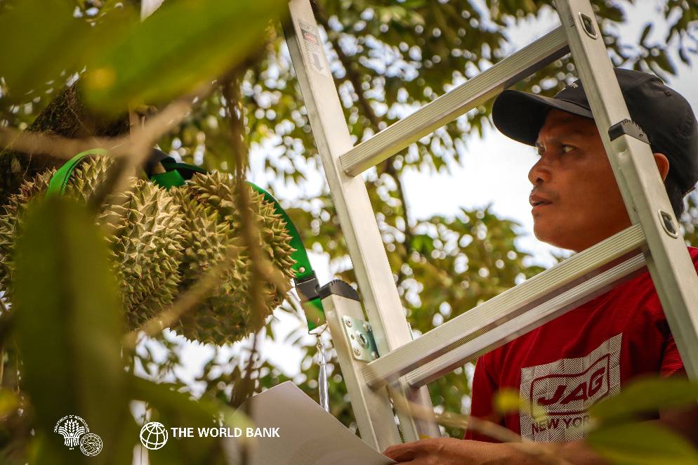 Fresh Durian